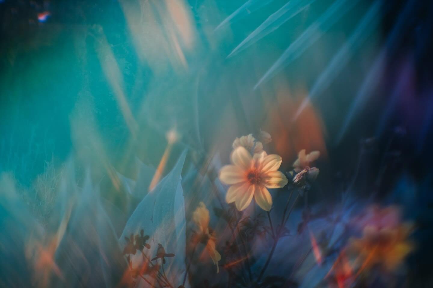 Stepping away from the beach and into the lush stillness of the Botanical Garden in Palos Verdes was exactly what I needed. 🌿✨
What began as quiet grief work slowly turned into a new creative chapter. This image is part of a recent series created wi