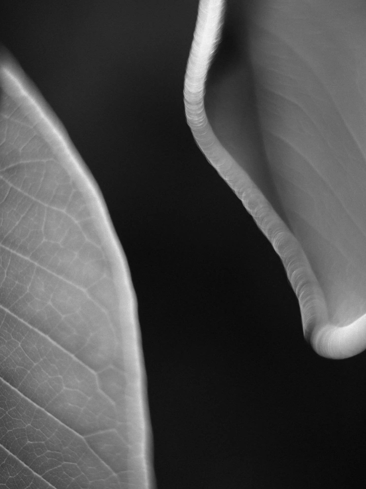 Sometimes photography is more than art &mdash; it&rsquo;s meditation. 🌱
For the past year, I&rsquo;ve been photographing plants in black and white. This practice became therapy, helping me move through grief.
From this journey through the shadows gr
