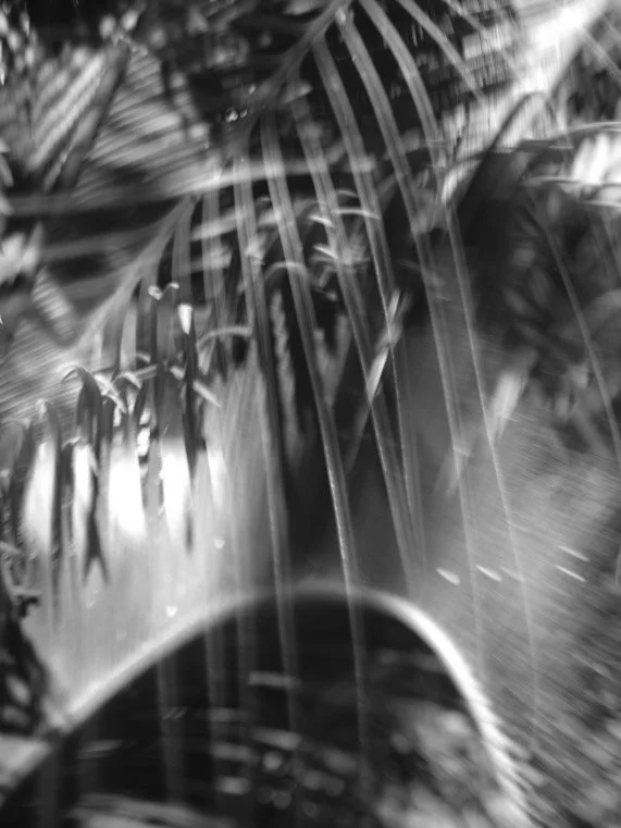 Last summer, I returned again and again to my local botanical garden with one simple commitment: 10 minutes of wonder. No pressure. No goal.
Just light, presence, and black &amp; white exploration.

These images came from slowing down enough to notic