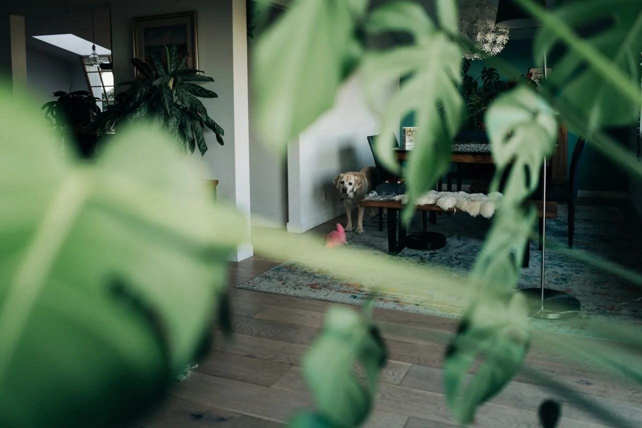 Lately my photography has circled closer to home &mdash; literally. Morning light, plants (my green kids now that the real ones are grown 😊), and one very patient dog watching it all happen.
I&rsquo;m giving myself permission to photograph my everyd