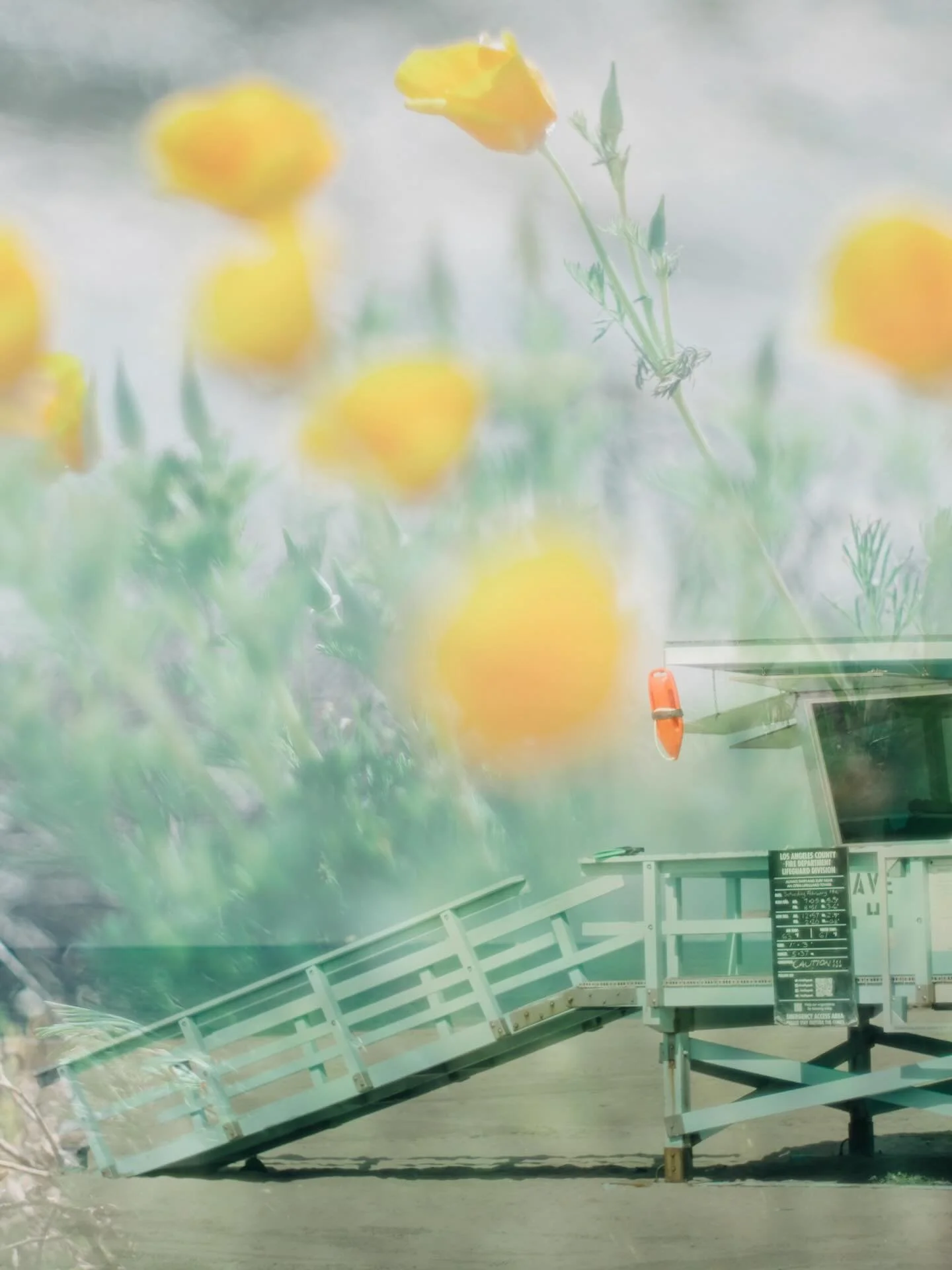 As the Lunar New Year begins and we step into the energy of the Horse, I&rsquo;m leaning into movement, courage, and creative momentum.
In two weeks, I&rsquo;ll be opening Develop with Light Circle &mdash; a new space for deeper creative exploration 