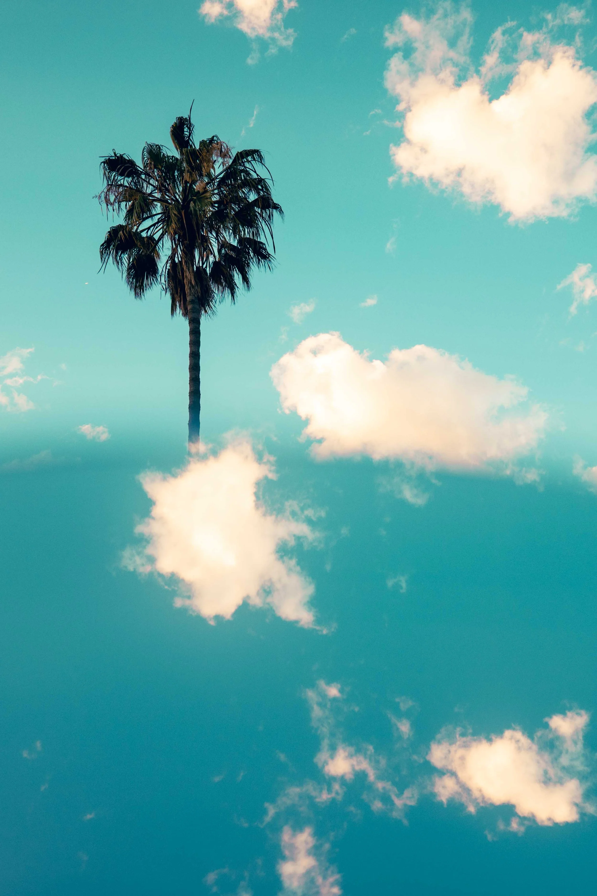 ute-reckhorn-california-palm-tree-clouds-abstract.jpg