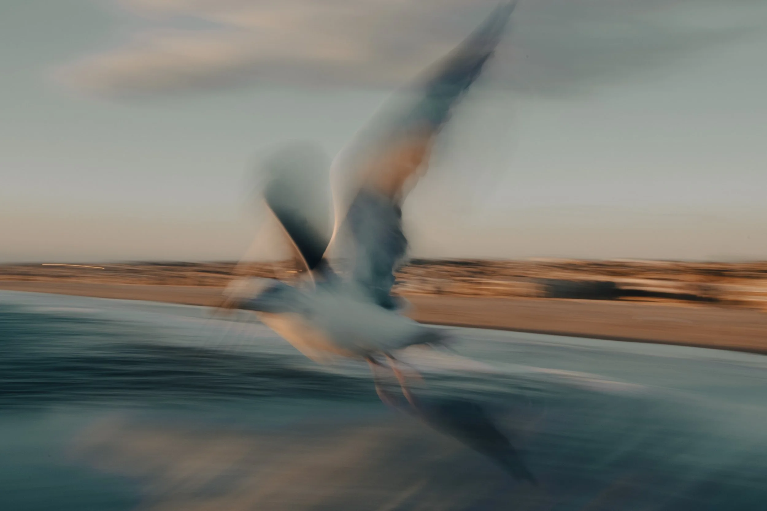 ute-reckhorn-seagull-flight-creative-light-2.jpg
