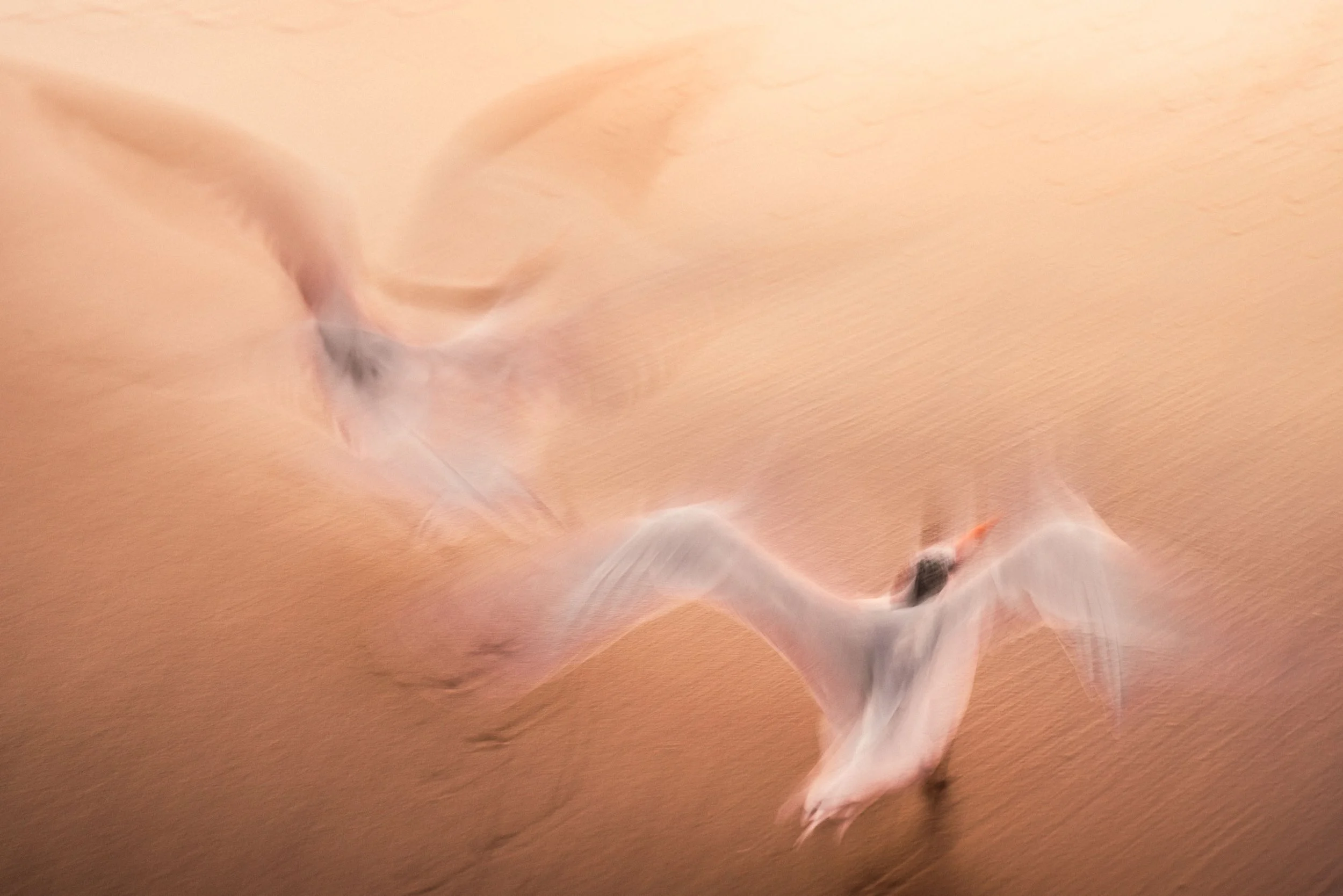 ute-reckhorn-blurred-seagull-dreamlike-photo.jpg