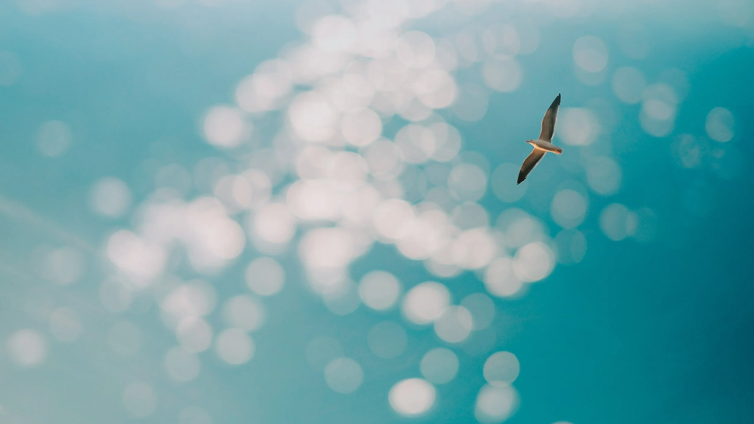 ute-reckhorn-bird-flight-creative-fine-art.jpg