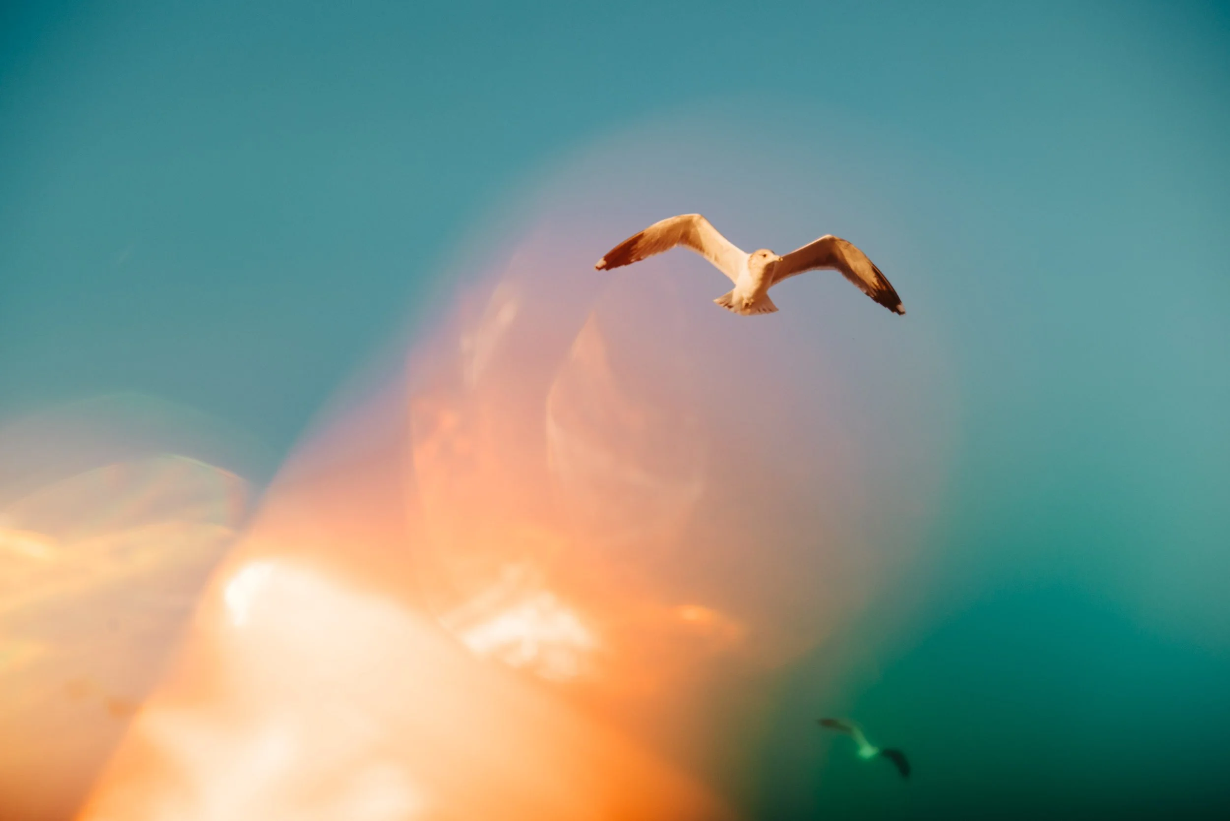 ute-reckhorn-seagull-flight-sunset-colors.jpg