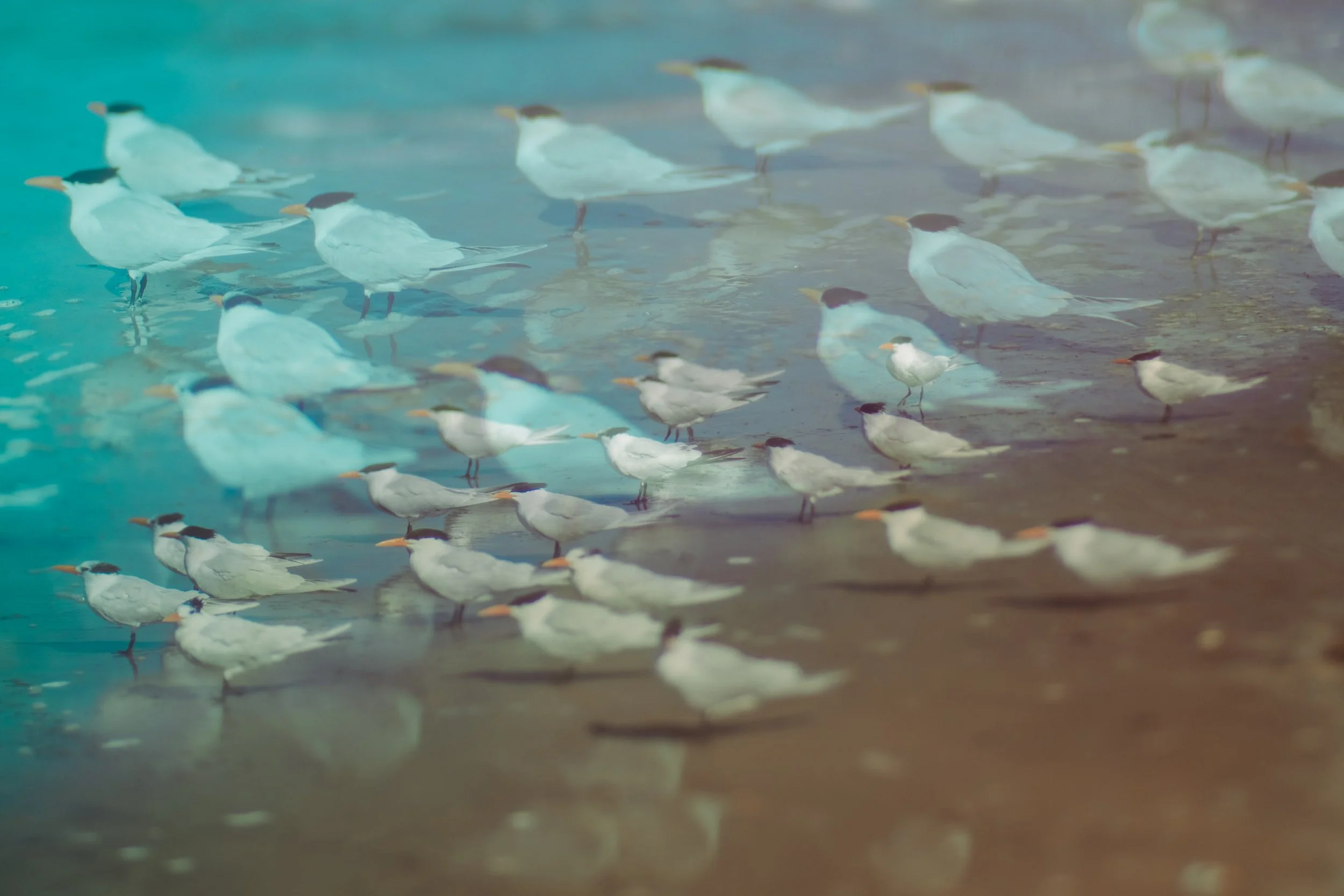 ute-reckhorn-seabirds-california-coast-photography.jpg
