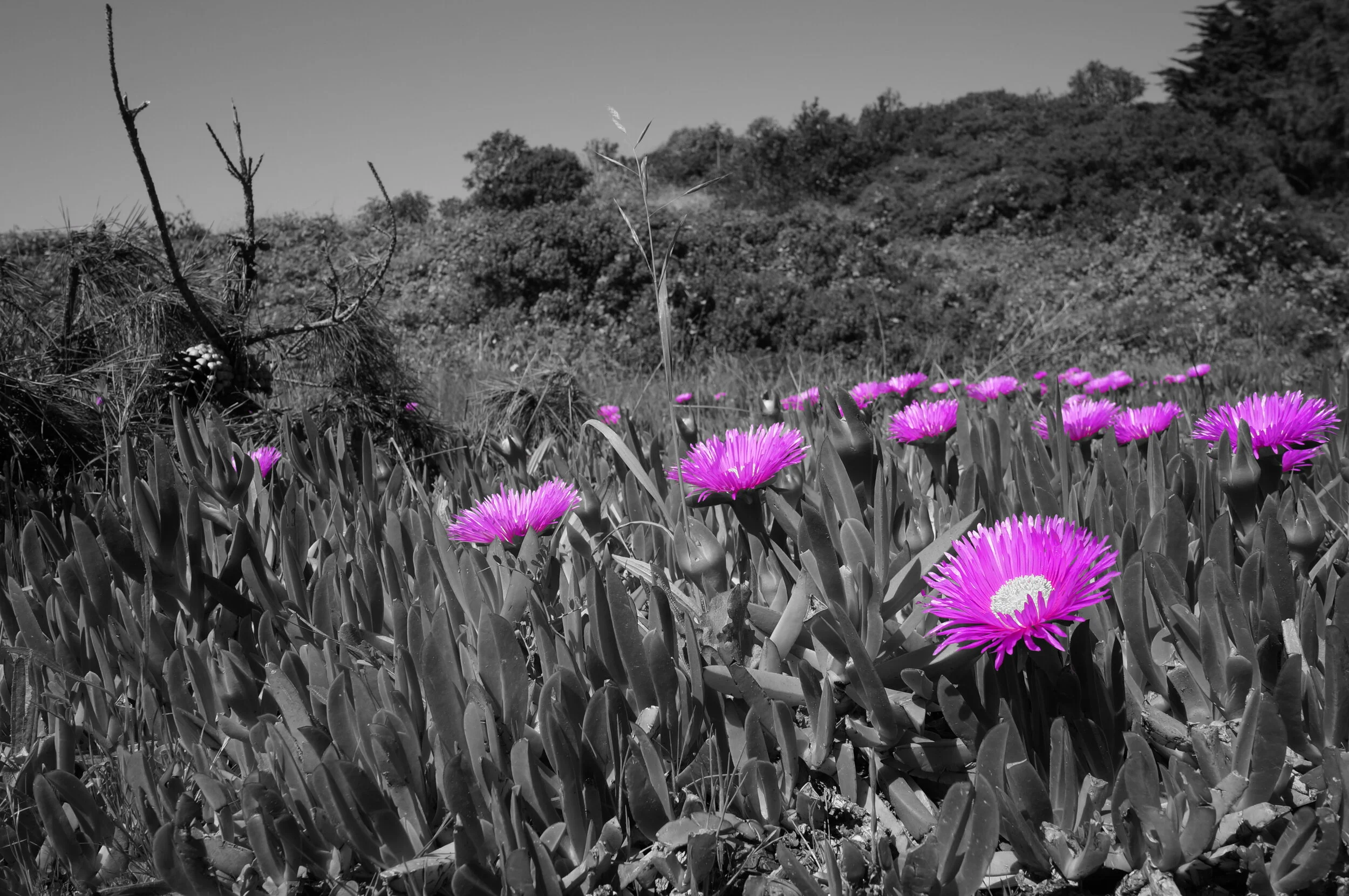 sf2014 2014-04-13 (35).JPG