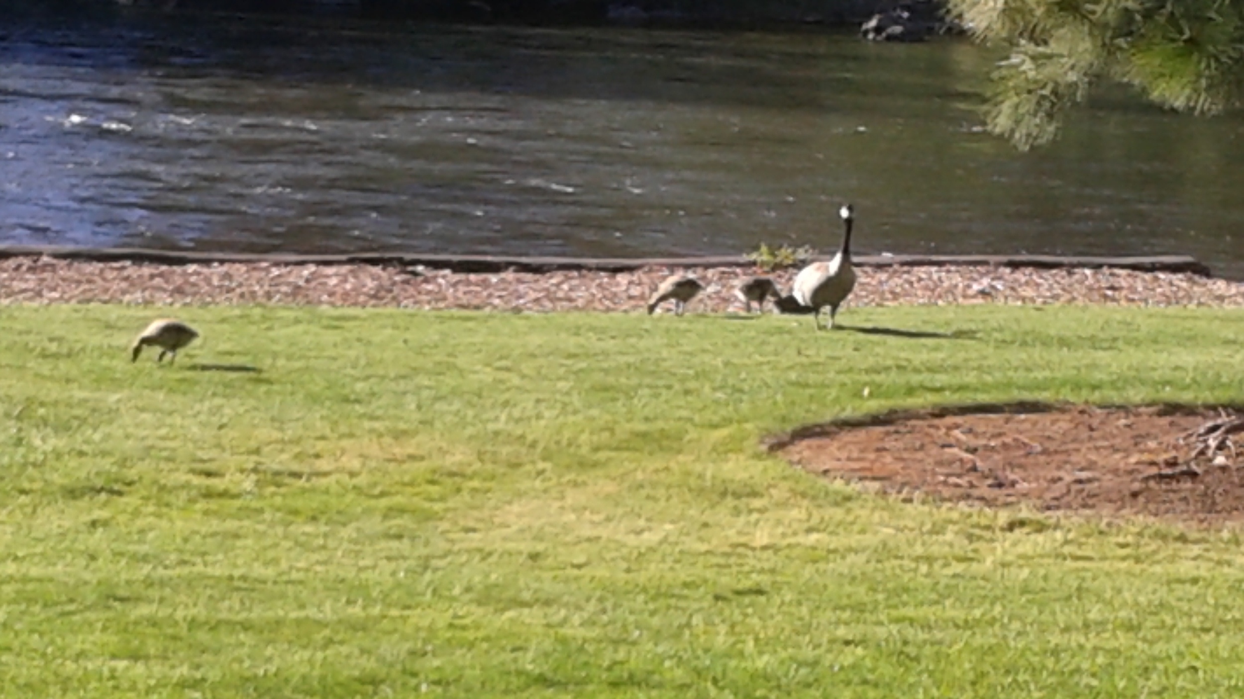 Baby Geese from the banks of the Deschutes in Bend