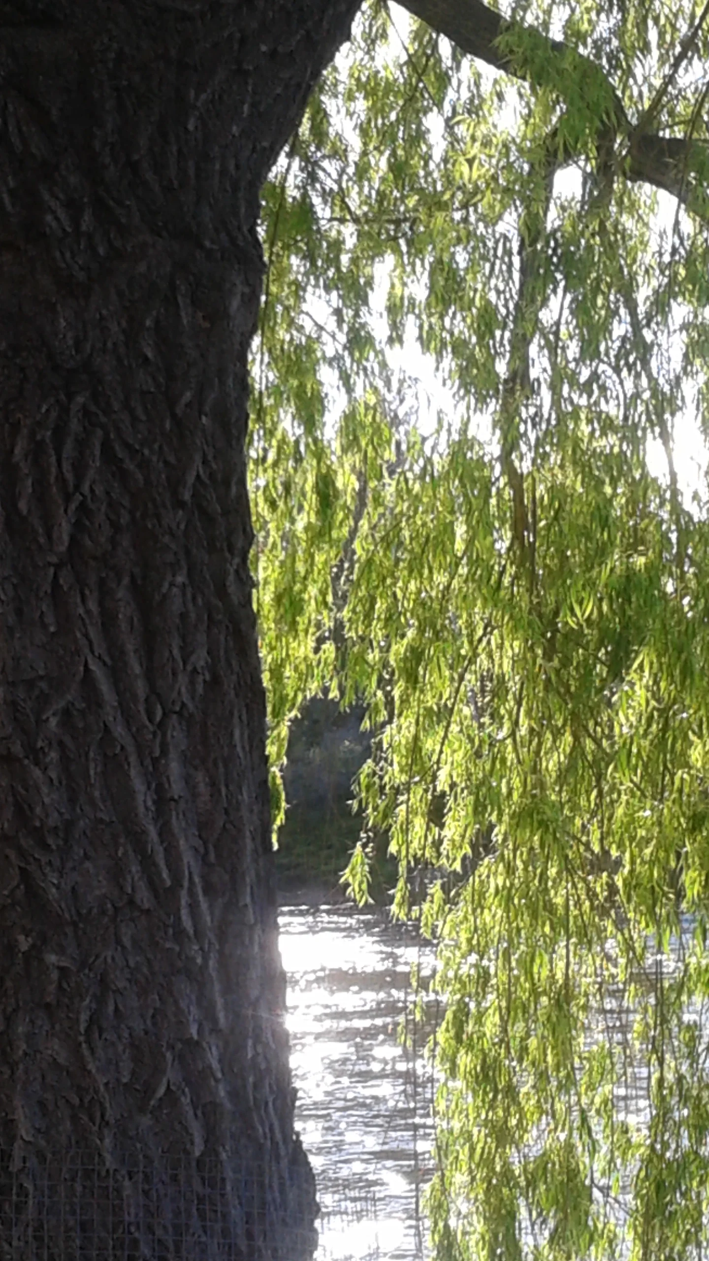 My favorite tree! A Willow tree hanging over the Deschutes.