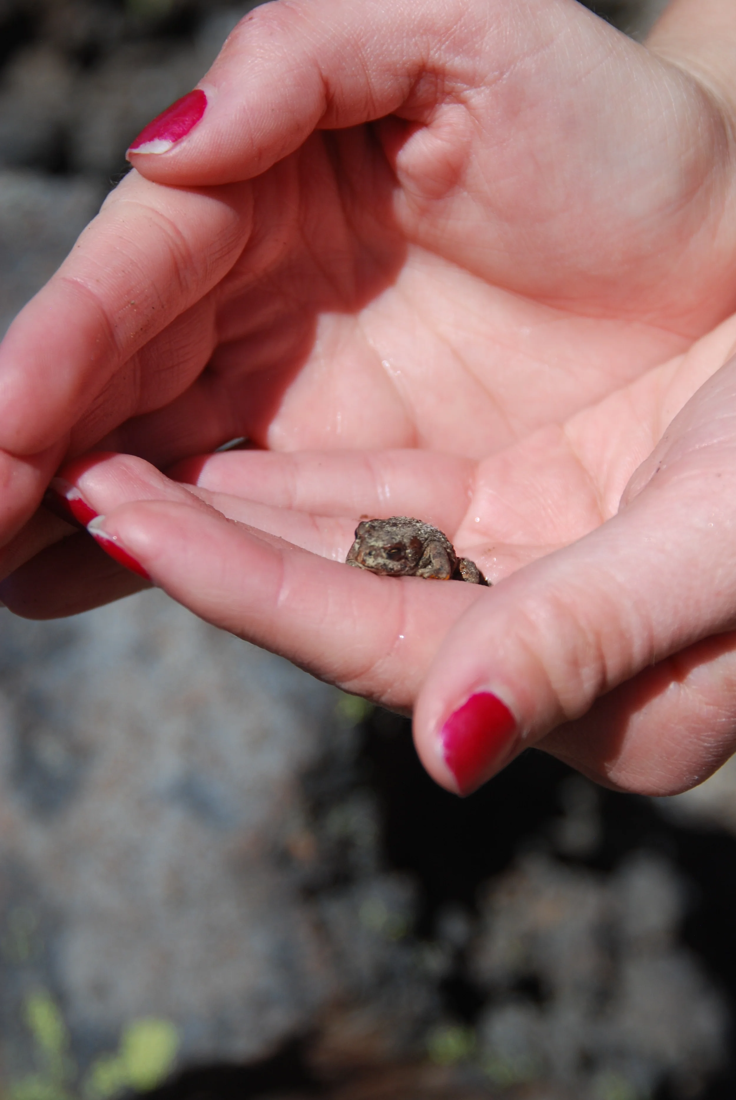 Western Toad - How adorable is this tiny little guy?! If you hike Todd Lake in the summer, step carefully and you should see quite a few hopping across the path!