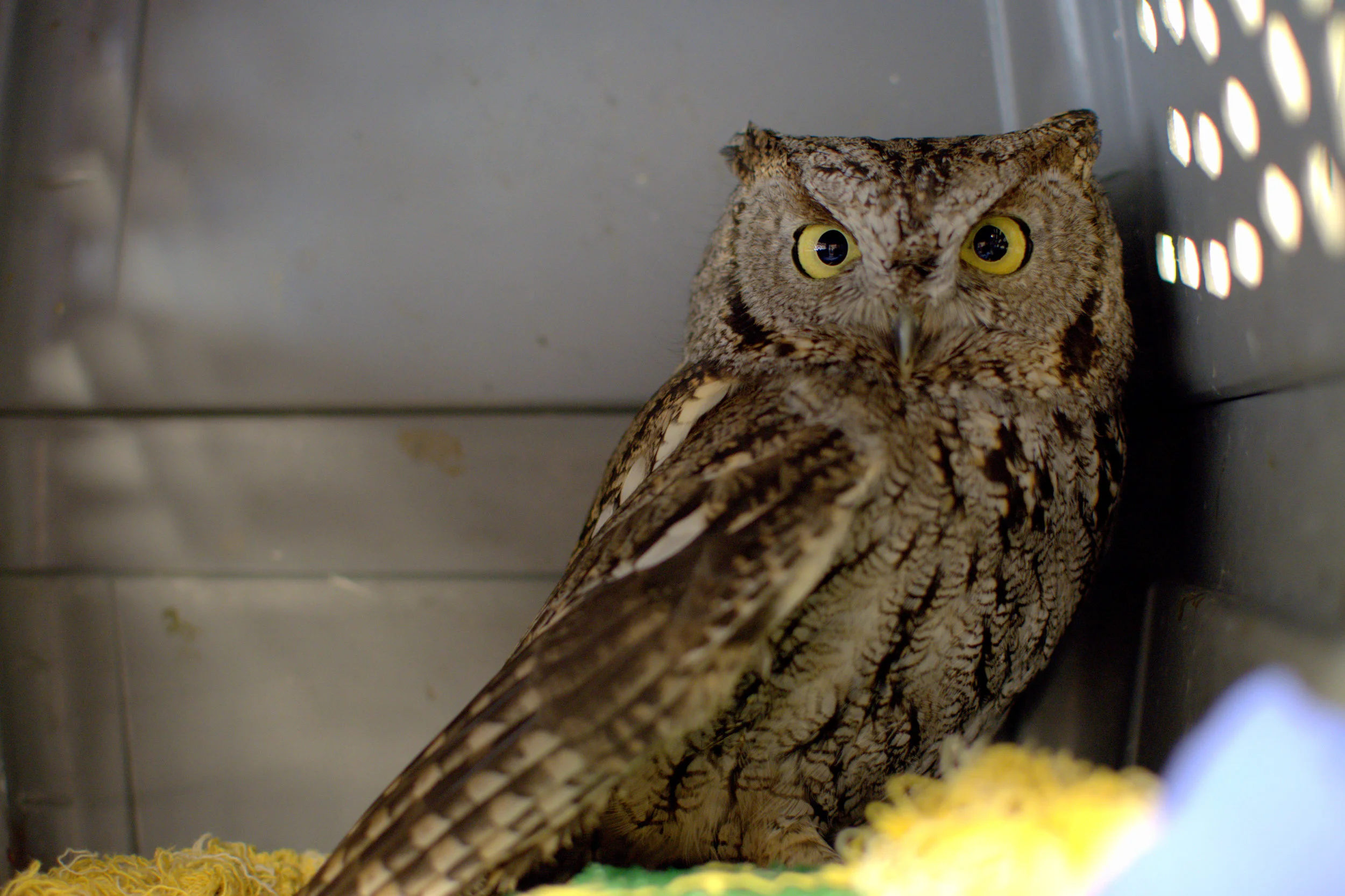 Screech Owl - Do you remember when Archimedes was found in our parking lot? Our friends at Coffman Vision Clinic spotted the injured owl and brought her to our office. We are so grateful for the hard work of The High Desert Wildlife and Rehabilitation Center. They were able to bring her back to health and set her free in the wild. 
