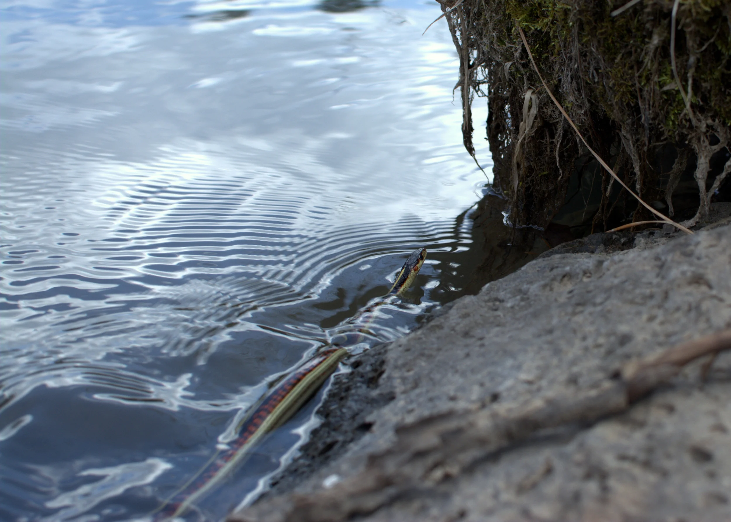 Garter Snake - Look at those amazing colors!! These snakes are harmless and even help out in the garden. Look for them along the Deschutes River (that's where this guy was found).