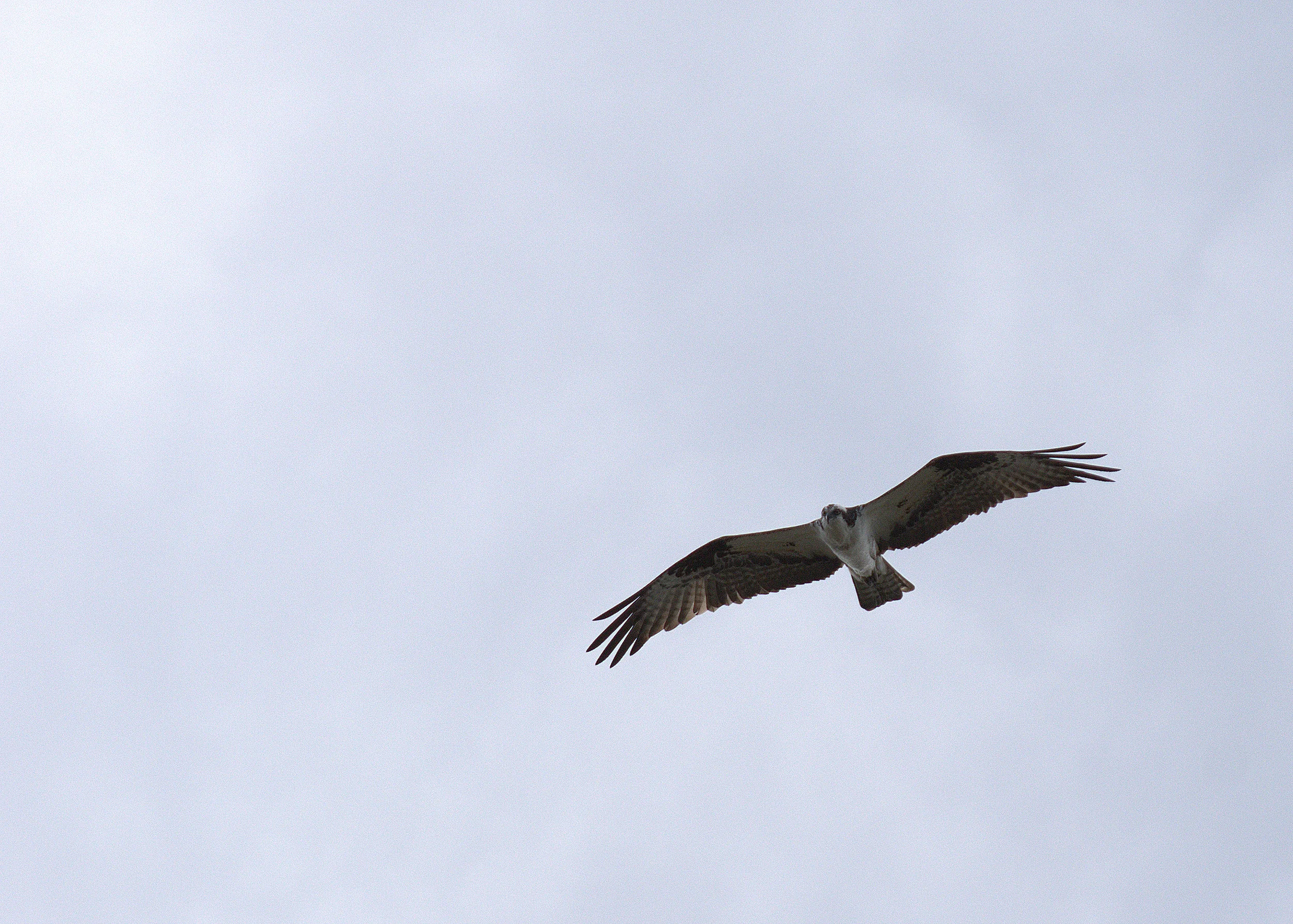 Osprey - These birds are always cruising over water searching for the next fish to catch. How you know it's an Osprey? White underside (hard to see here because of the shadow) and that unique crook in their wings.