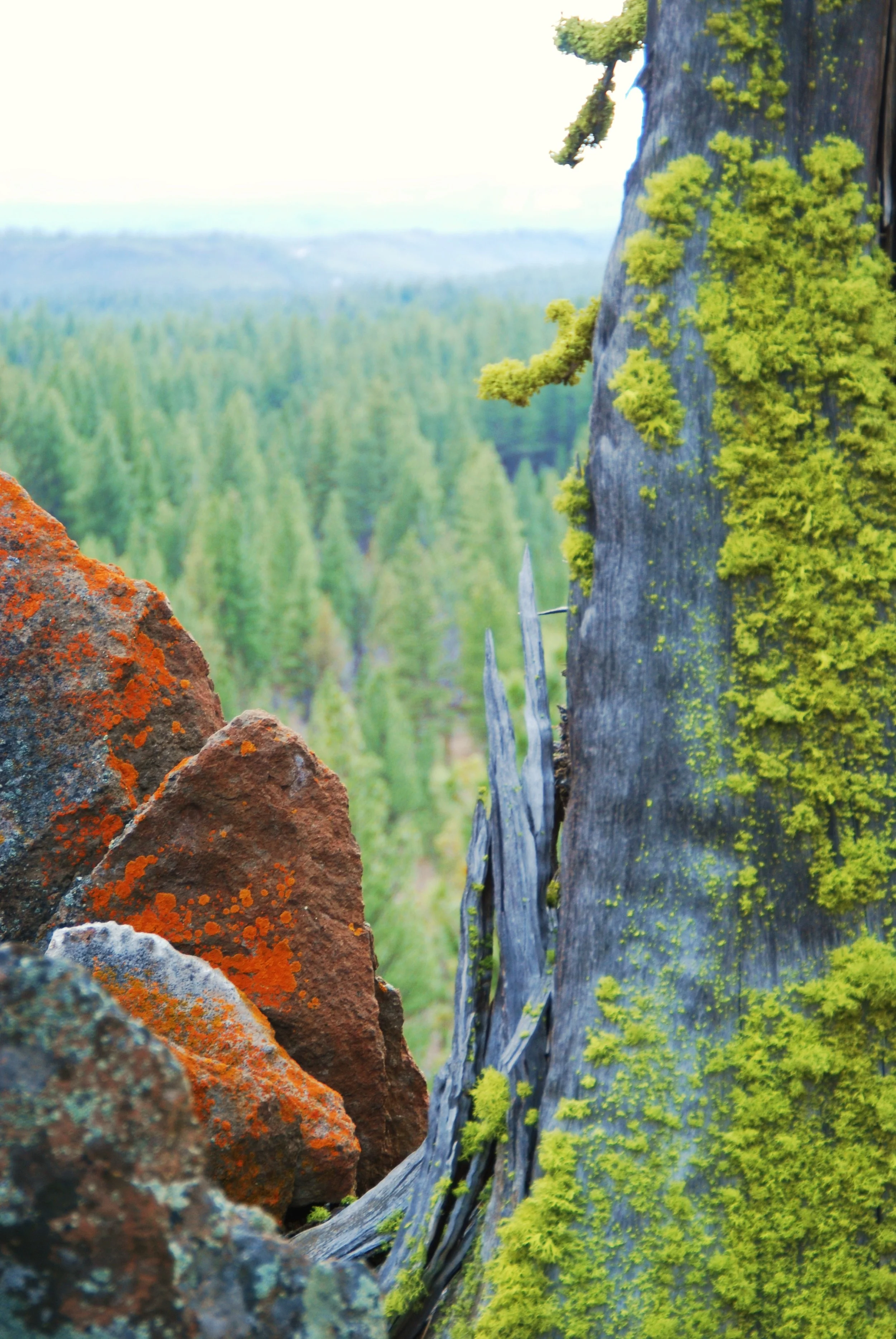 Jewell Lichen and Wolf Lichen - Lichens are a symbiotic relationship between fungus and algae getting most of their nutrients from the clean air of Central Oregon.