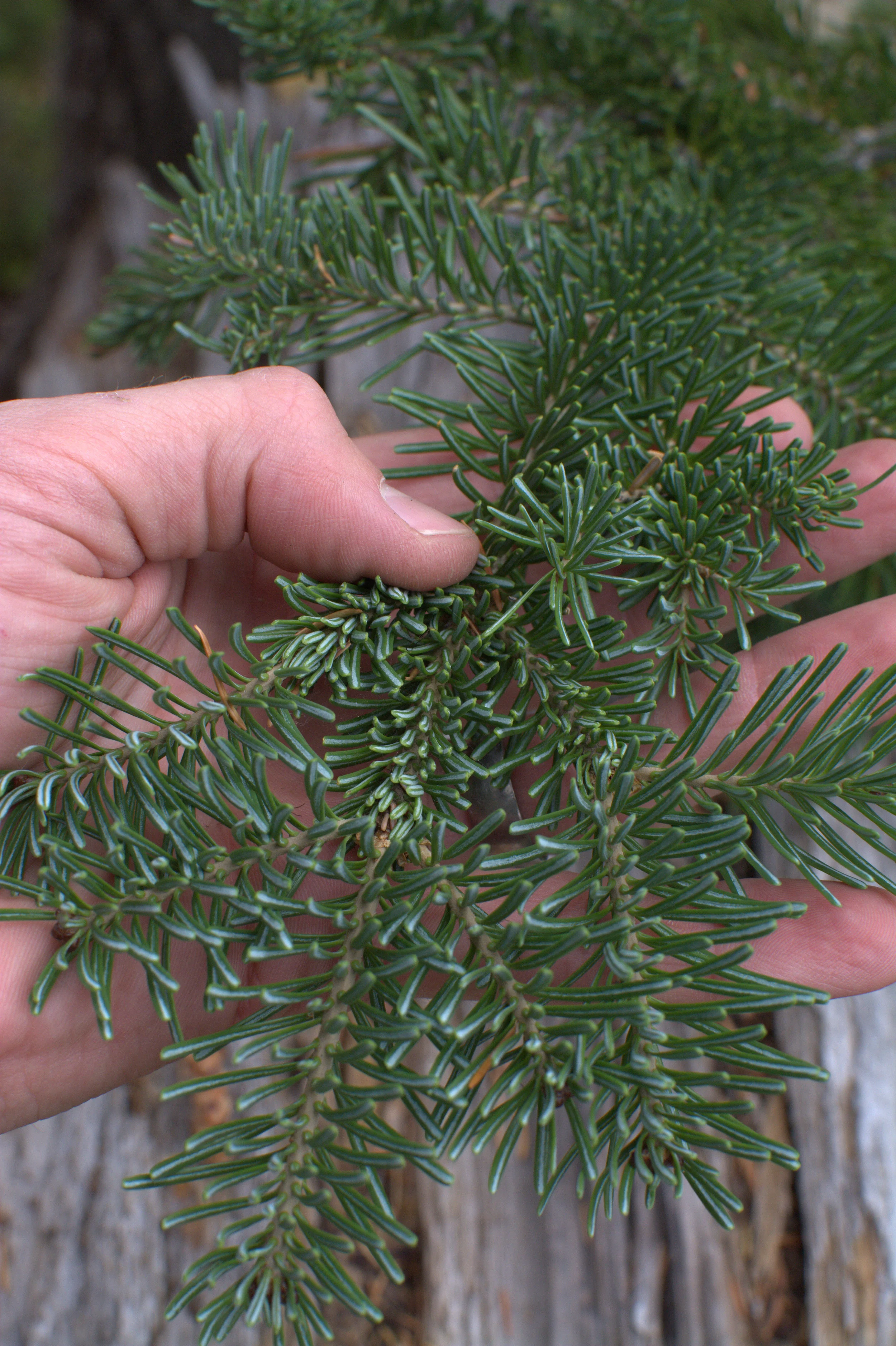 Subalpine Fir - They've acclimated so well to growth in higher elevations. Their shape and the way they reproduce have kept them strong in the harsh winter months.