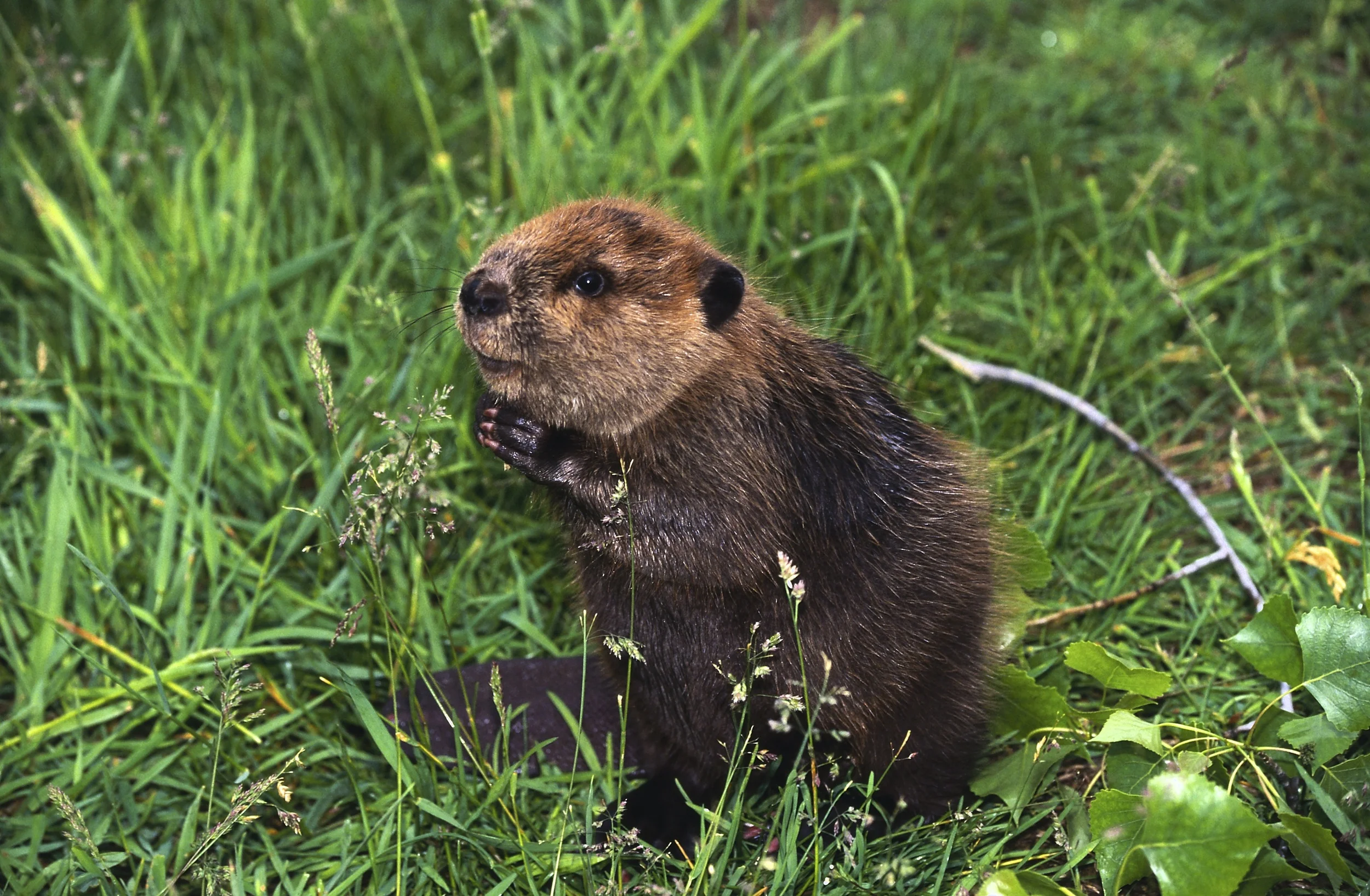 Above: Adorable internet beaver