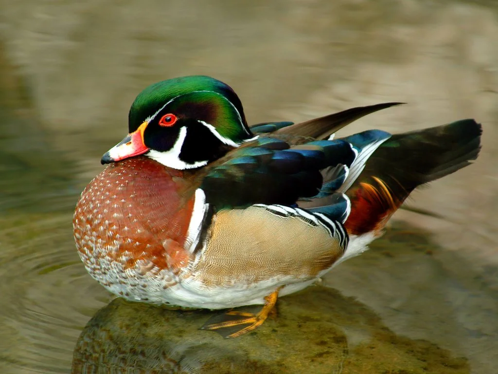 Wood Duck. Photo from animalspot.net // click the picture to follow the link. 