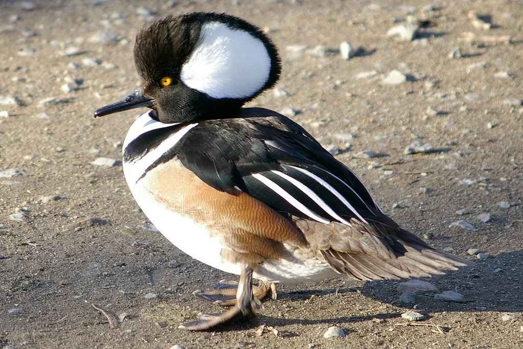 Hooded Merganser. Photo from animalspot.net // click the picture to follow the link. 