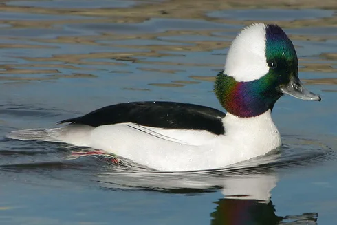 Bufflehead. Photo from birdnote.org // click the picture to follow the link. 