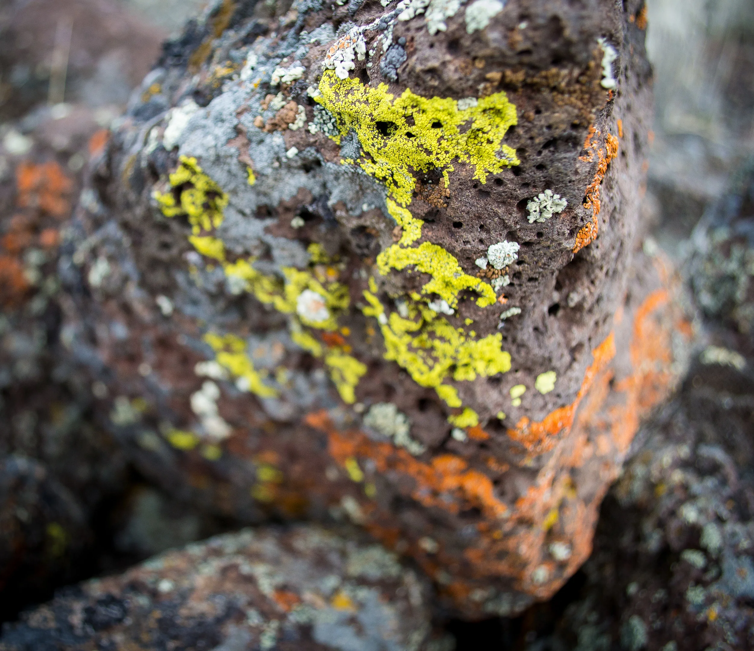 The beginnings of growth are all around us! 