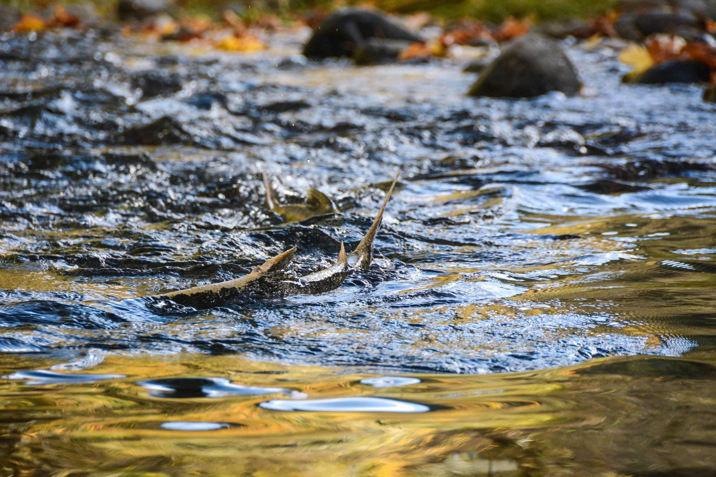 Chinook Salmon.jpg