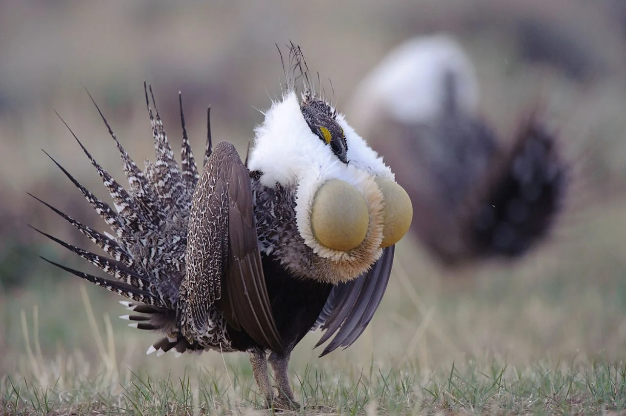 Male Sage Grouse with gular sacs extended