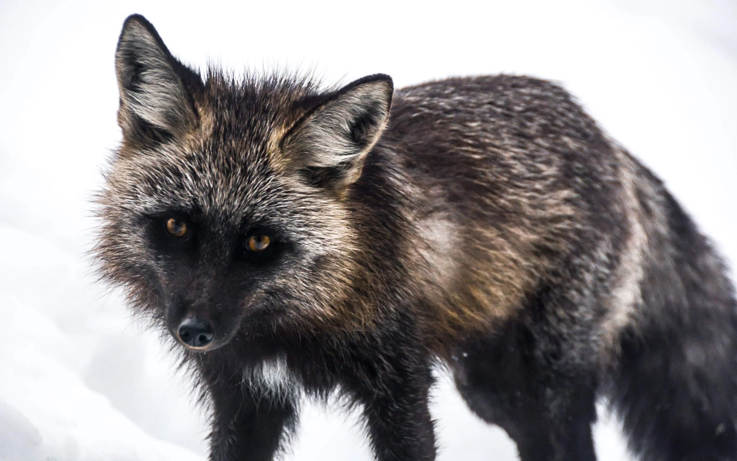 Snowshoe & Tracking Tour with Think Wild