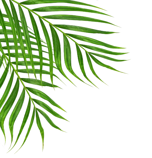 Green palm leaves on a black background