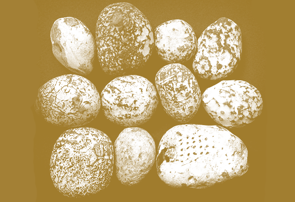imaginary collection / organic classification / NATURALIA ARTIFICIALIA MIRABILIA.