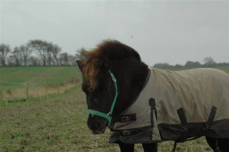 DSC_5814 Saartje.JPG