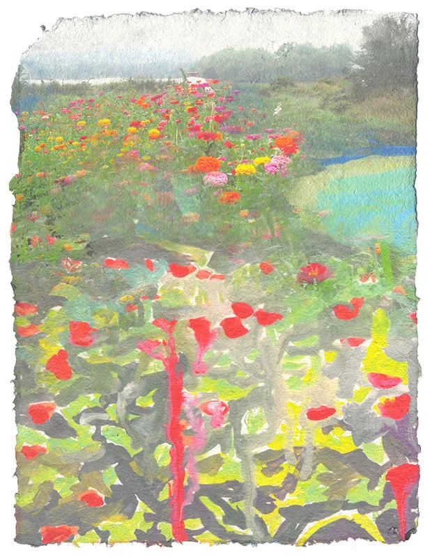 Dripping Zinnias, 2014, Digital print on homegrown and homemade cotton paper, 15 x 17 inches