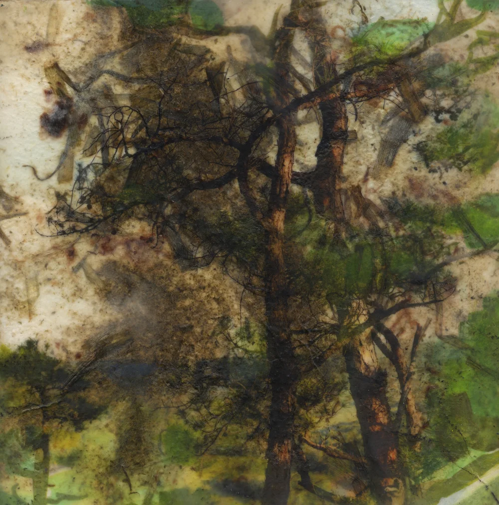 Lobelia (pines), 2019, Pigment print on handmade paper, oil paint, and encaustic on board, 12 x 12 inches