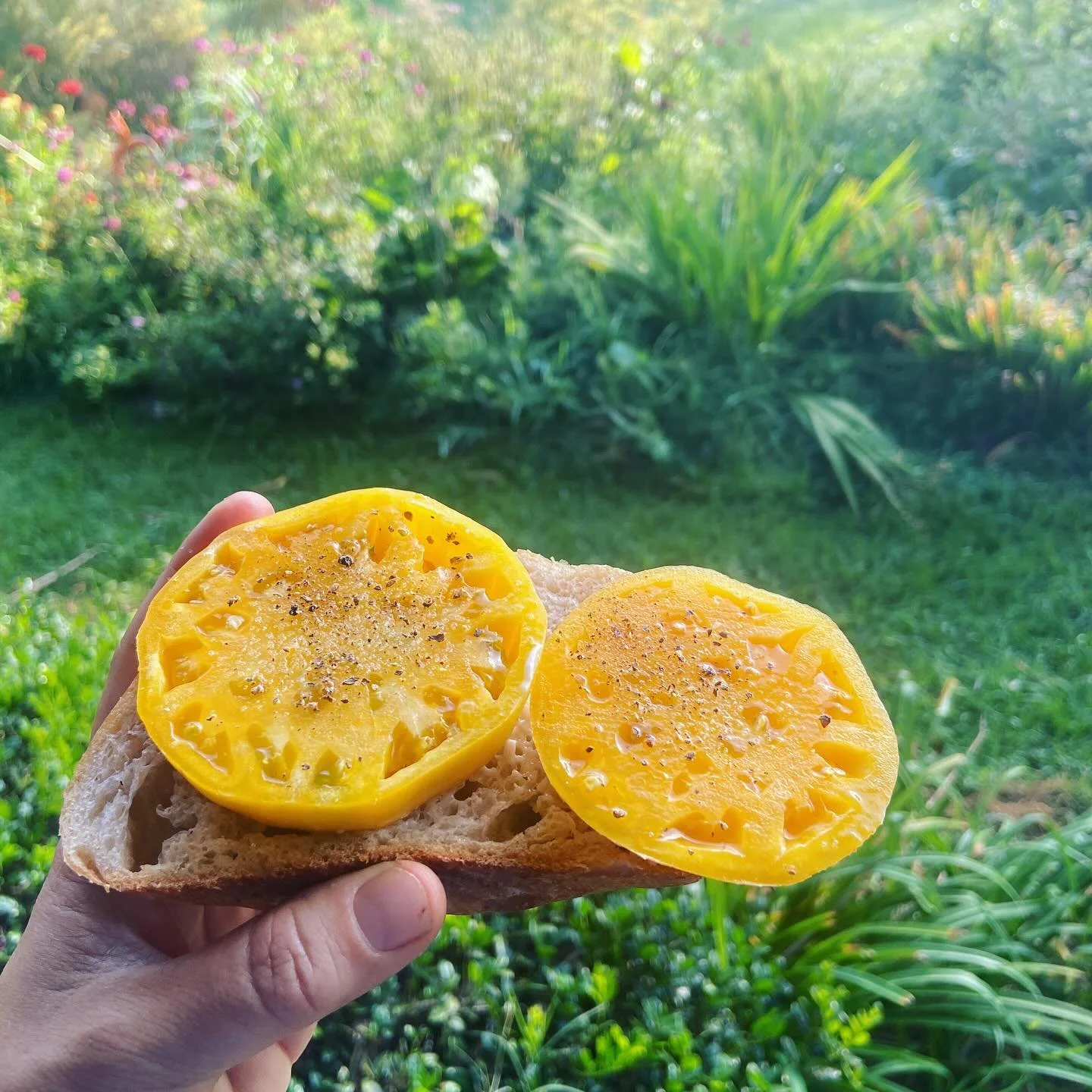 Kelloggs Breakfast tomato for breakfast! 😋