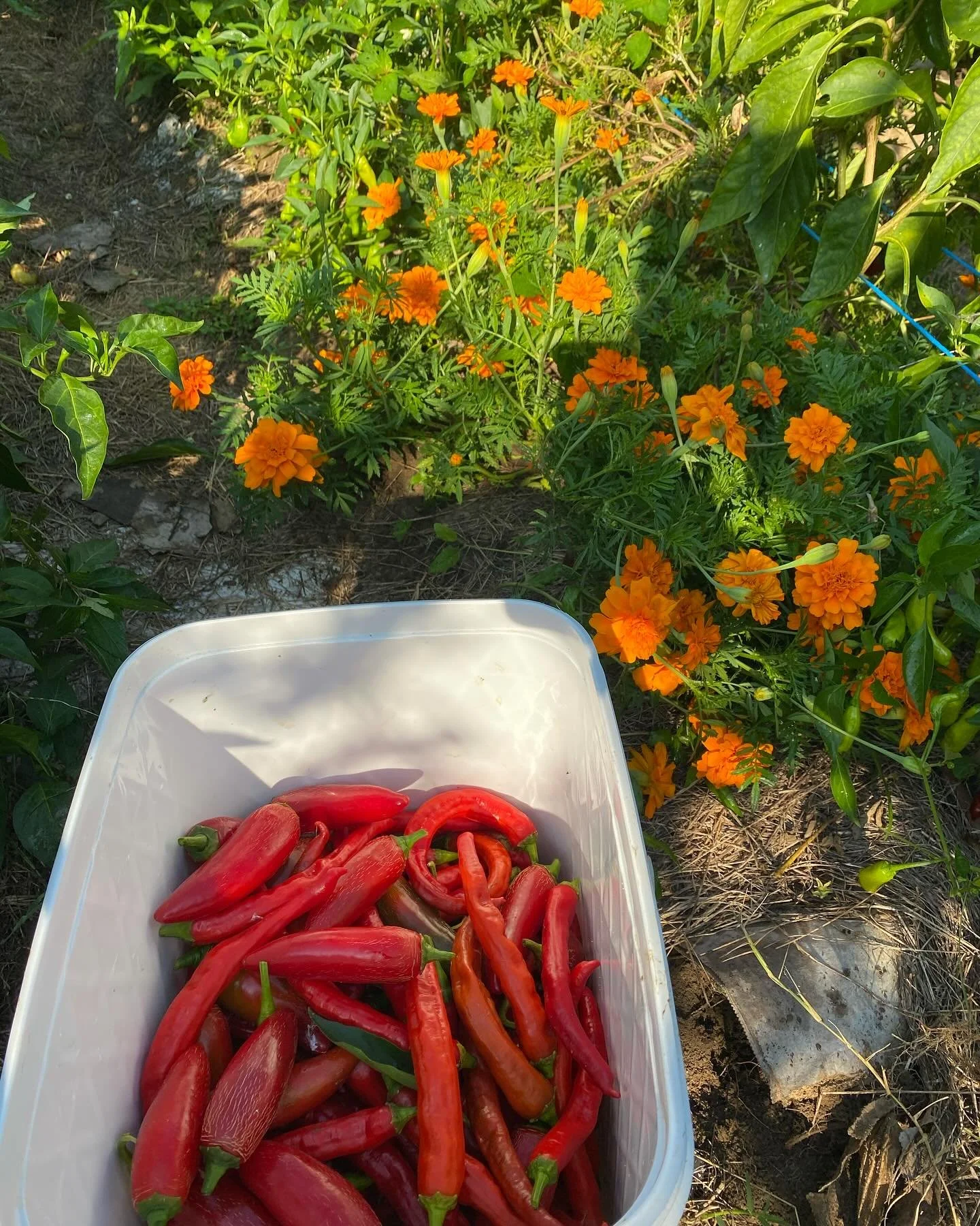 🌶️ it's hot sauce season! 🌶️