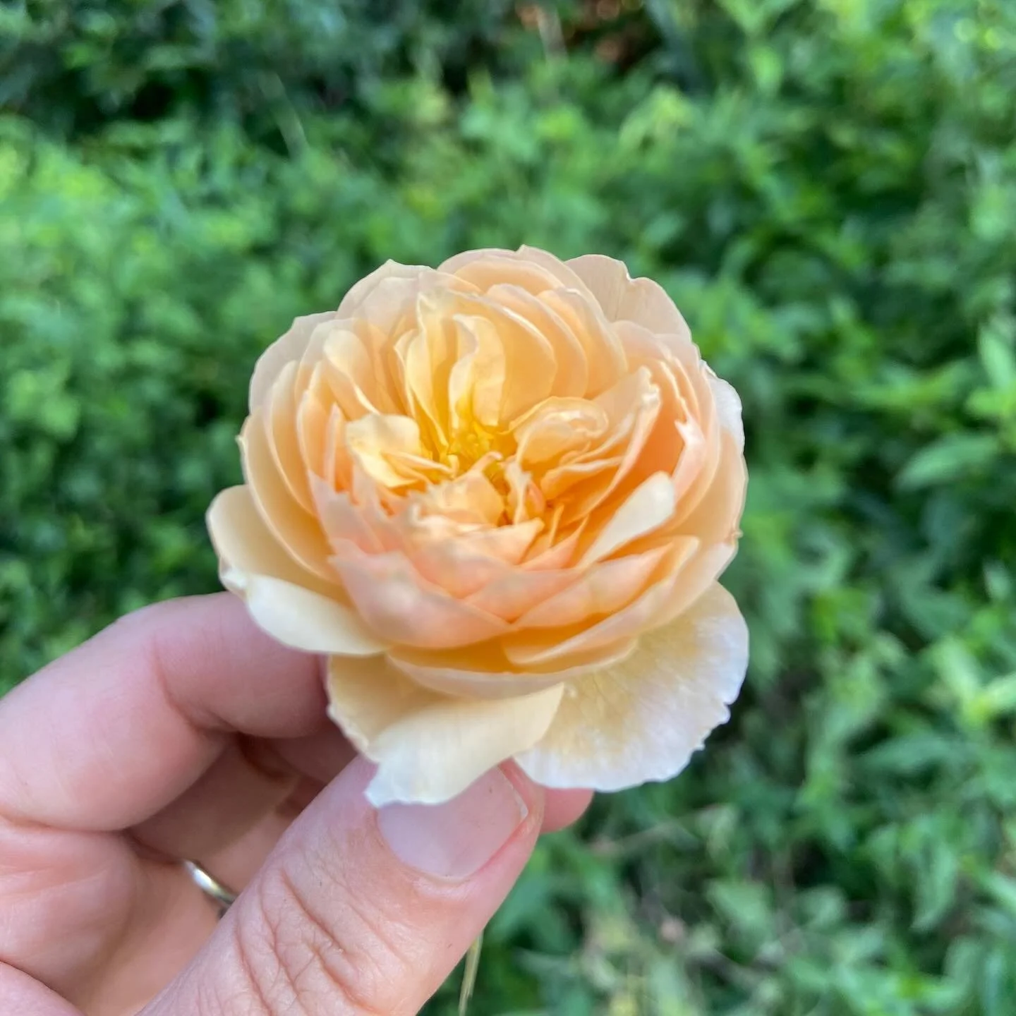 A reminder to myself and you. Take less, do less, consume less, need less. There is enough here and now. 
Until the next rose.