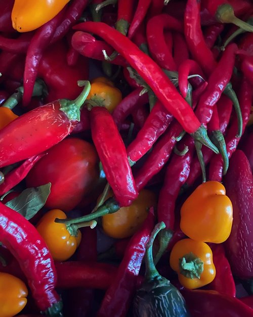 A basket of freshly picked peppers