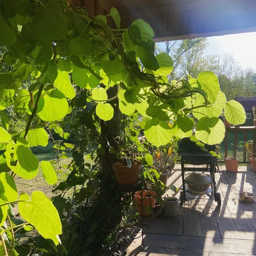 Fall light through fuzzy kiwi leaves