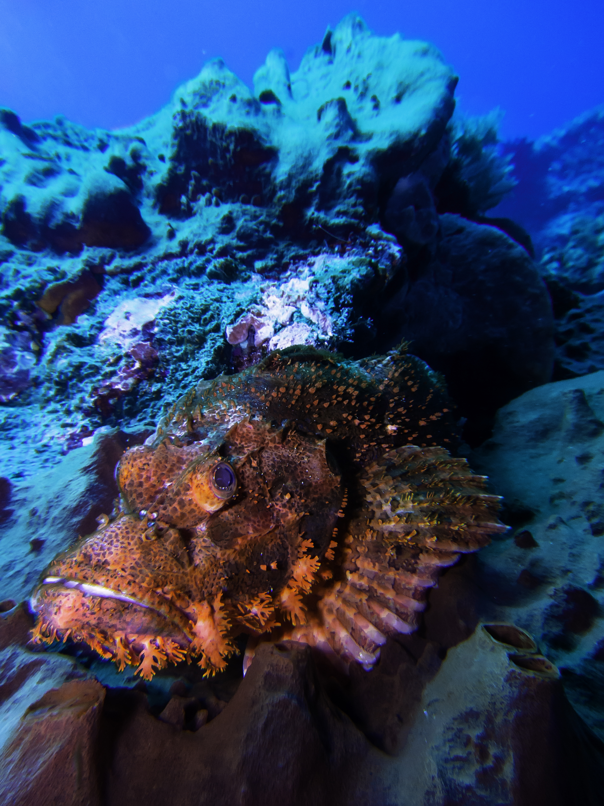 MV Monsoon Underwater exploring.jpg