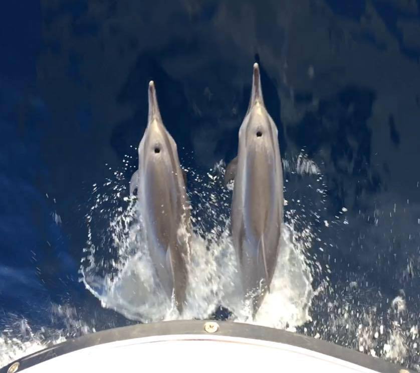 MV Monsoon Dolphins.jpg