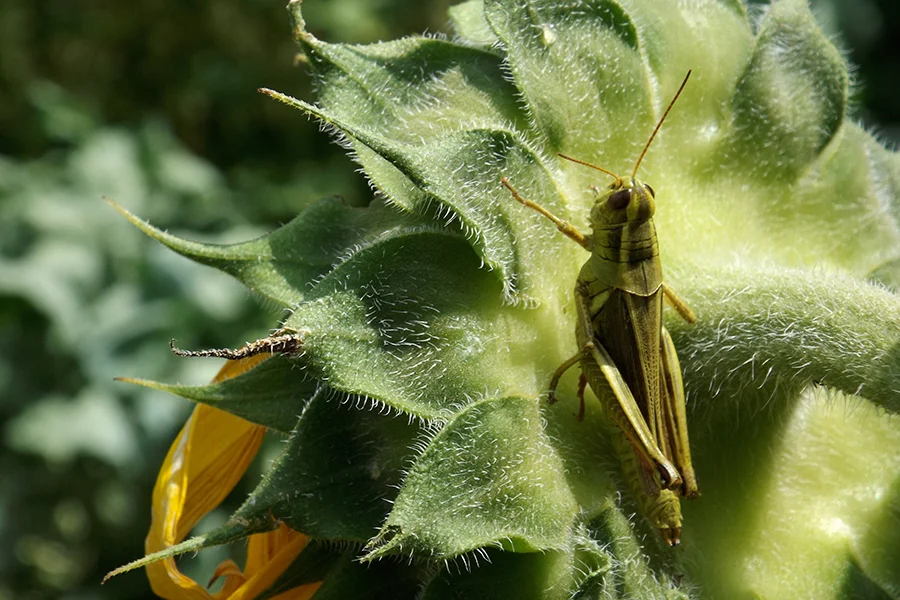 Sun-Flower-Grasshopper.jpg