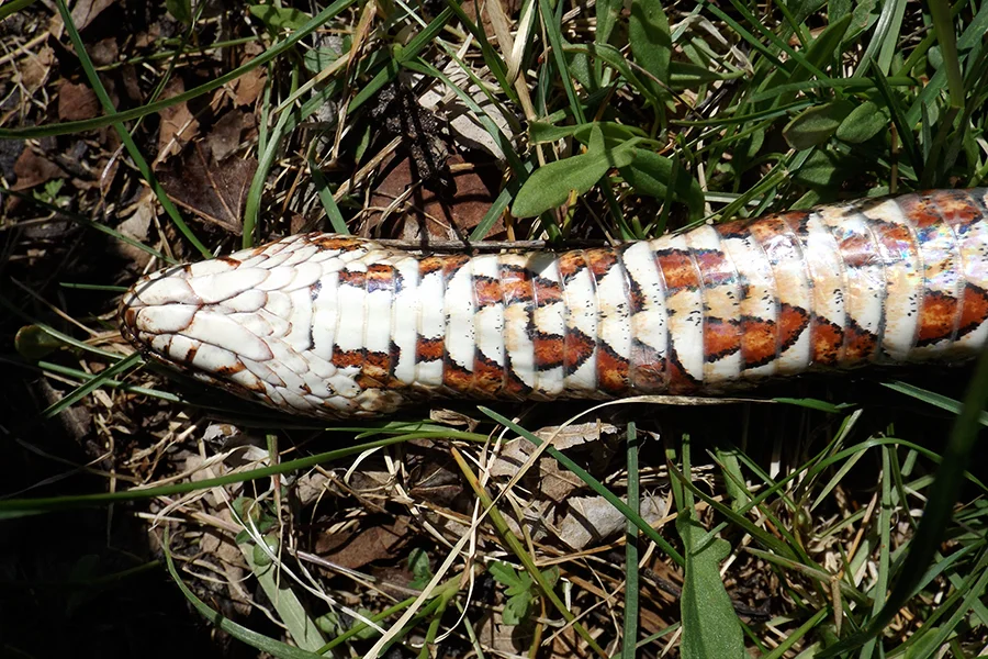 Mud-Snake.jpg