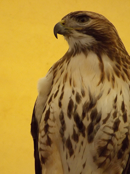 Hawk.jpg