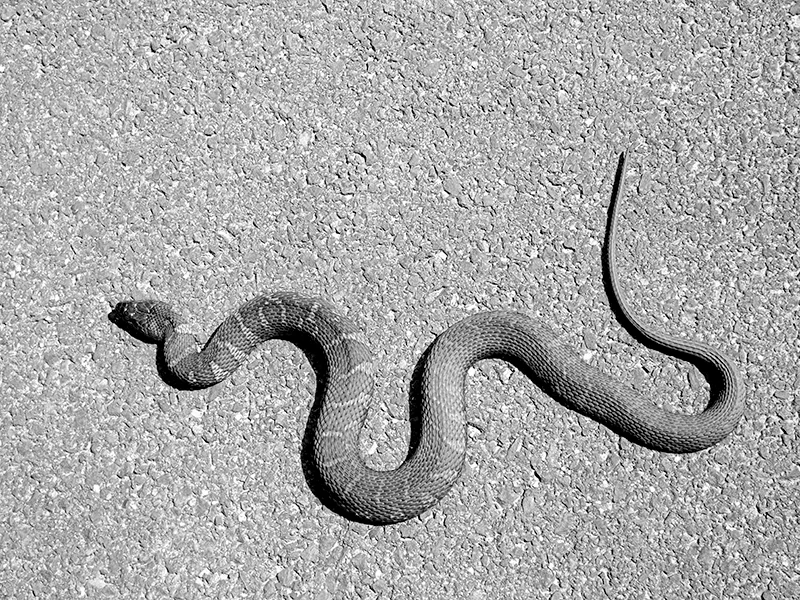 Gray-Snake.jpg