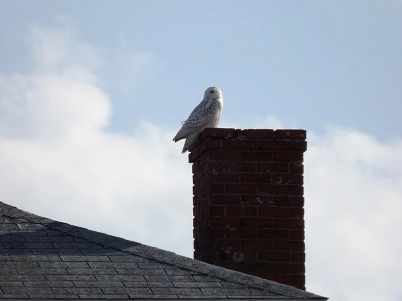 Chimney-Snowy.jpg