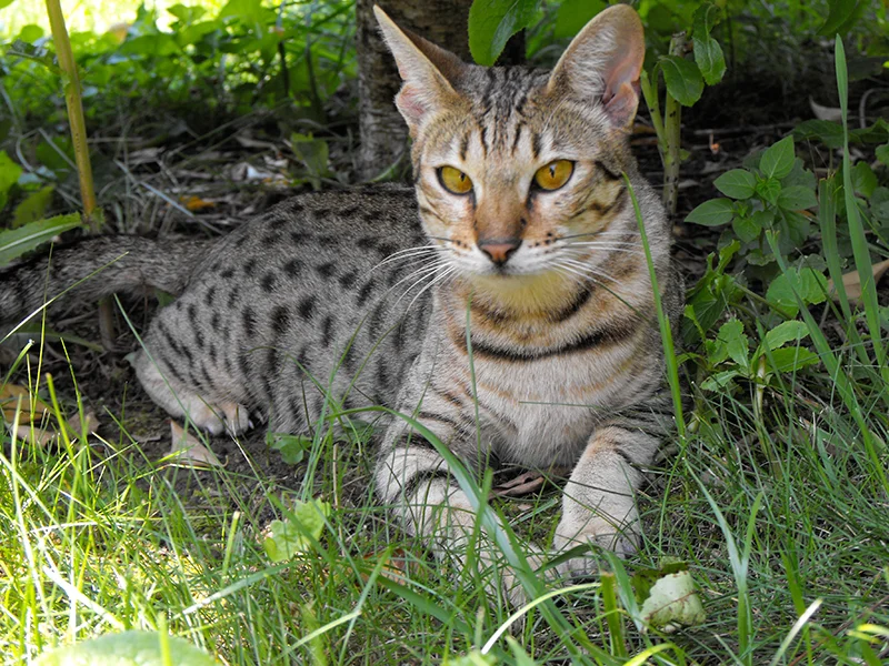Cheetah-Bronte.jpg
