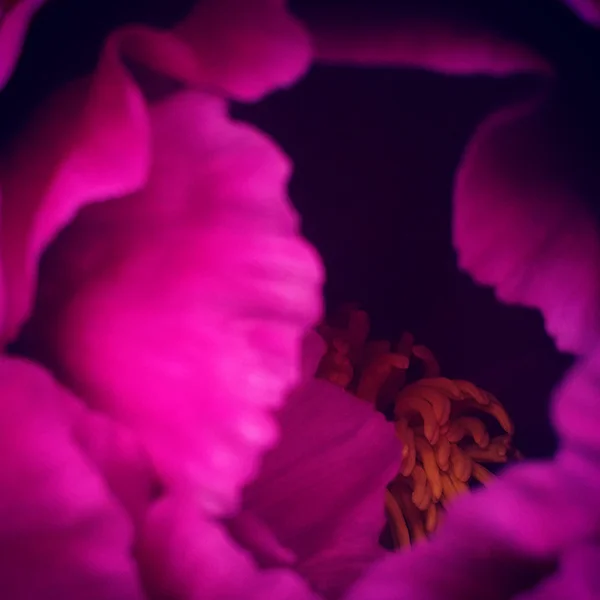 Peony-Pink.jpg