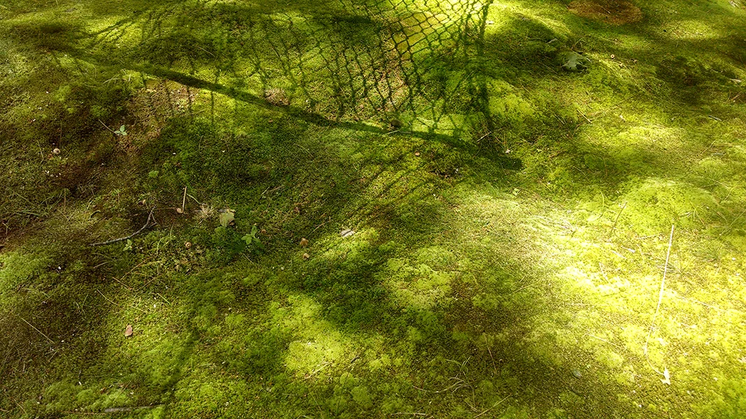 Moss-Heaven.jpg