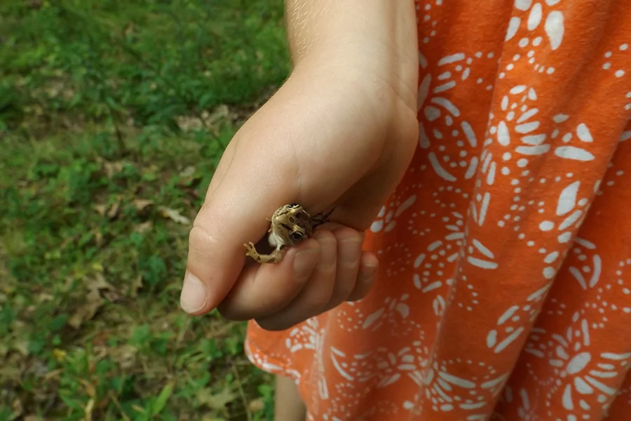 Leopard-Frog.jpg