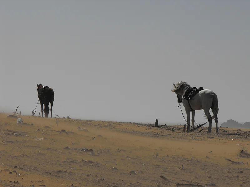 Sand-and-Stallions.jpg
